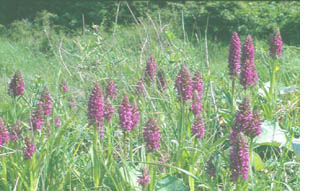 marsh orchids