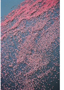 Flamingos in Rift valley