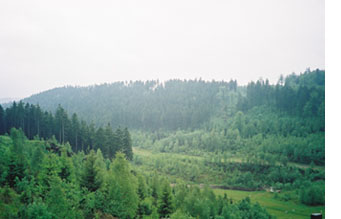 Forest of Bohemia
