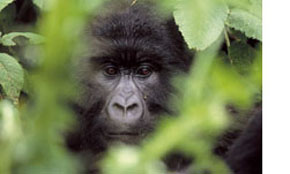 Mountain Gorilla