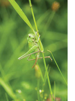 green grasshopper