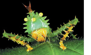katydid