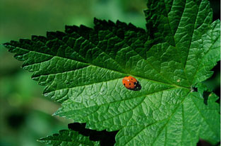 ladybird on leaf
