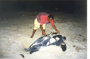 Leatherback turtle