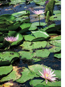 water lillies