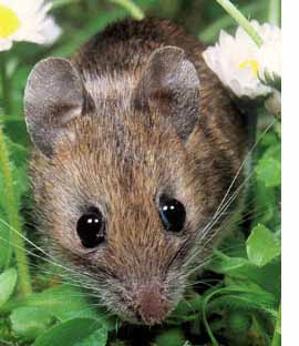 mouse