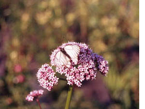 butterfly on flower