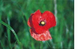 poppy