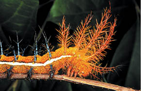 Catepillar