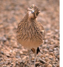 stone curlew