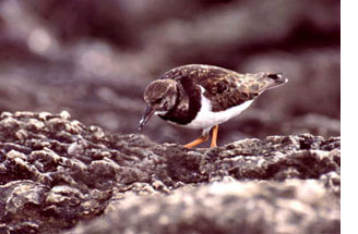 turnstone