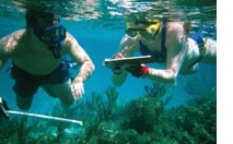 snorkelling