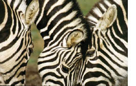 zebras
